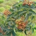 【推荐】花椒/青红花椒/一手货源/保质保量