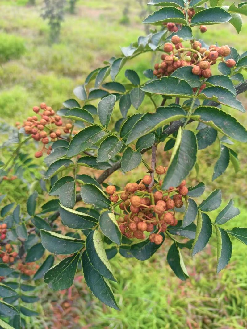 【推荐】花椒/青红花椒/一手货源/保质保量