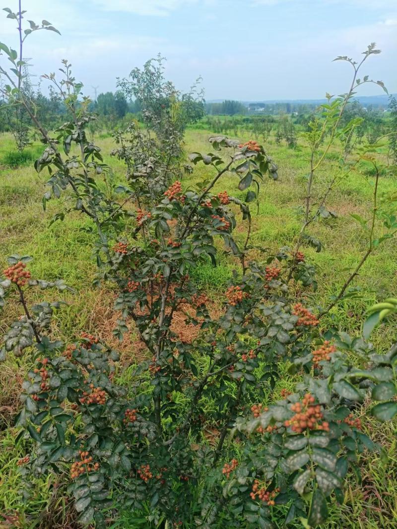 【推荐】花椒/青红花椒/一手货源/保质保量