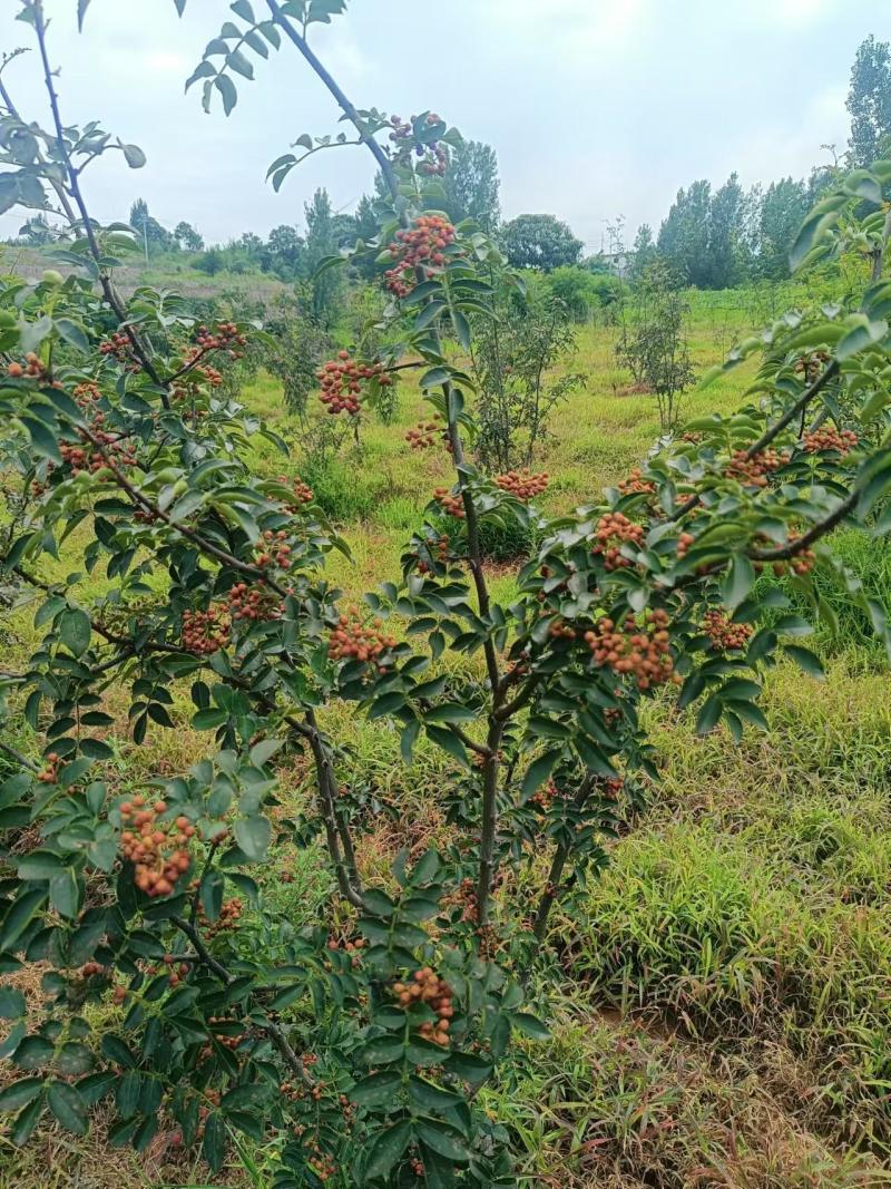【推荐】花椒/青红花椒/一手货源/保质保量