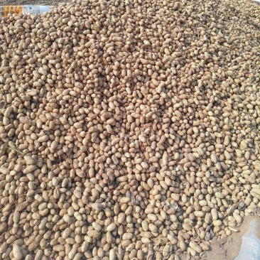 河南花生/干花生/新品上市/量大优惠/欢迎咨询