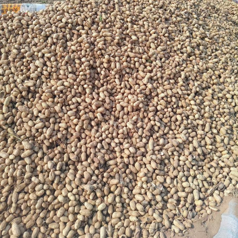 河南花生/干花生/新品上市/量大优惠/欢迎咨询
