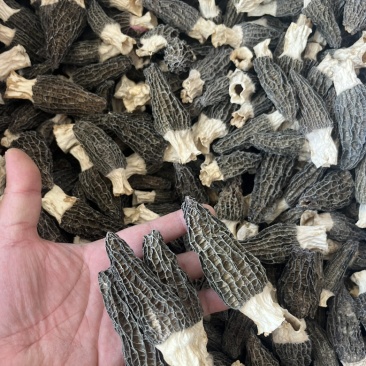 头茬厚肉细纹羊肚菌，手选6-8公分，