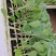 菜花苗江苏基地直发保质保量供货欢迎咨询选购