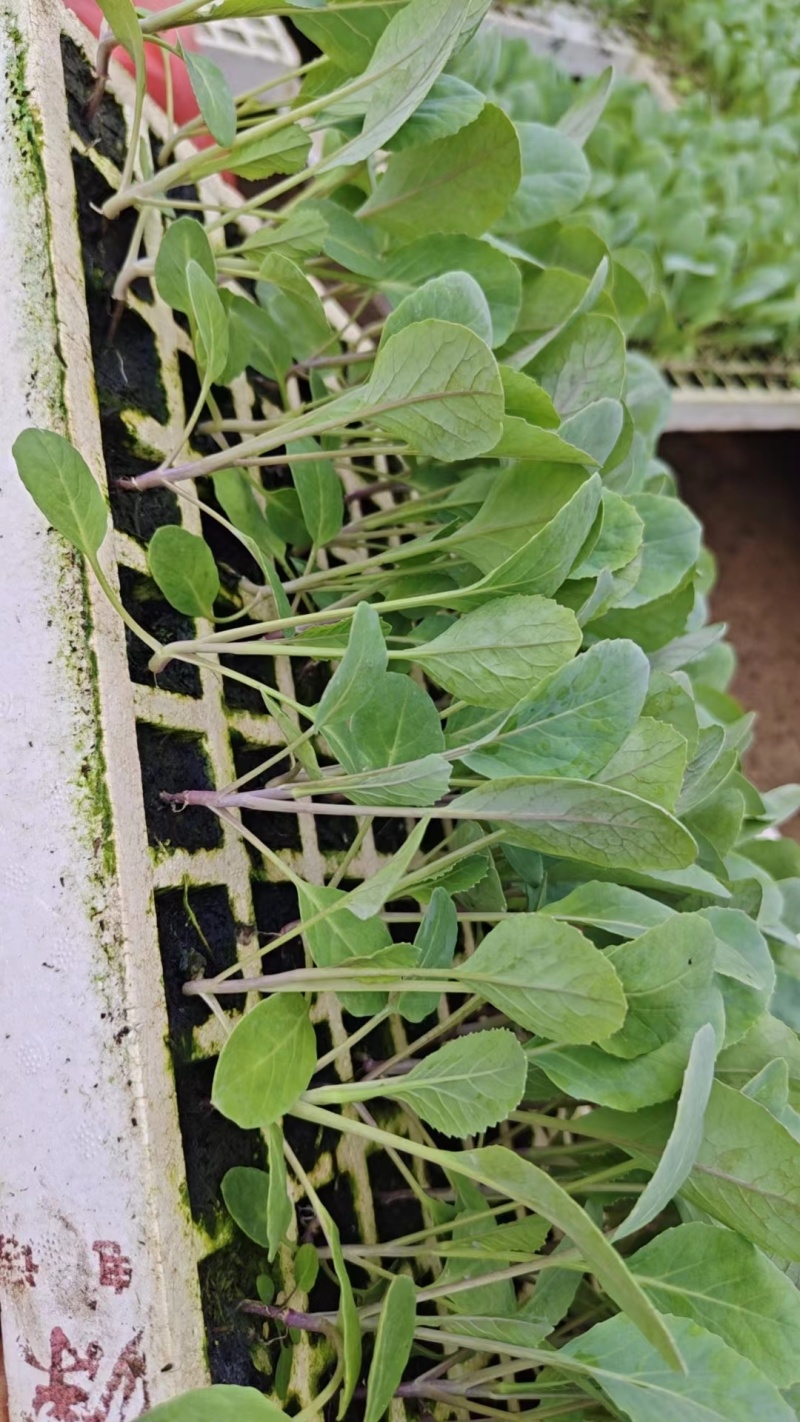 菜花苗江苏基地直发保质保量供货欢迎咨询选购