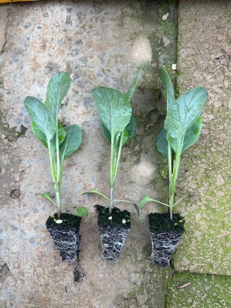 菜花苗江苏基地直发保质保量供货欢迎咨询选购