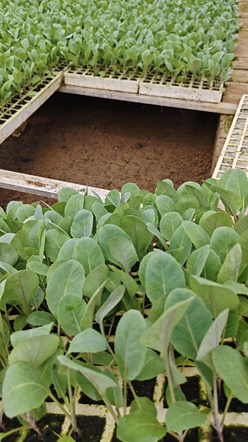 菜花苗江苏基地直发保质保量供货欢迎咨询选购