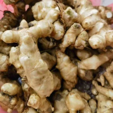 菊芋洋姜基地供应量大质优价格优惠欢迎各大老板采购