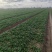 菠菜趴地菠菜精品趴地菠菜2024年新上市