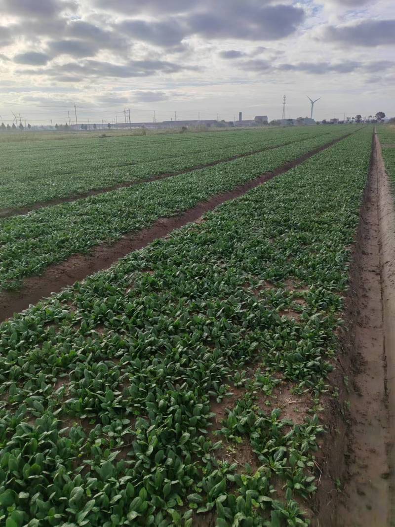 菠菜趴地菠菜精品趴地菠菜2024年新上市