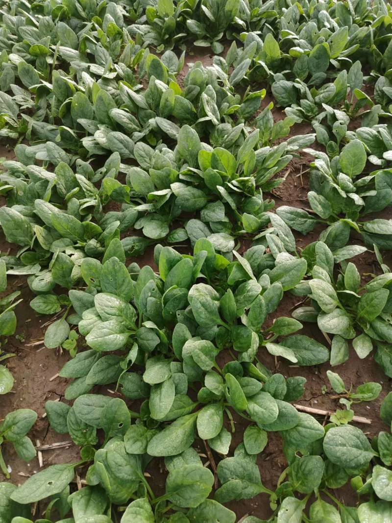 菠菜趴地菠菜精品趴地菠菜2024年新上市