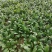 菠菜趴地菠菜精品趴地菠菜2024年新上市