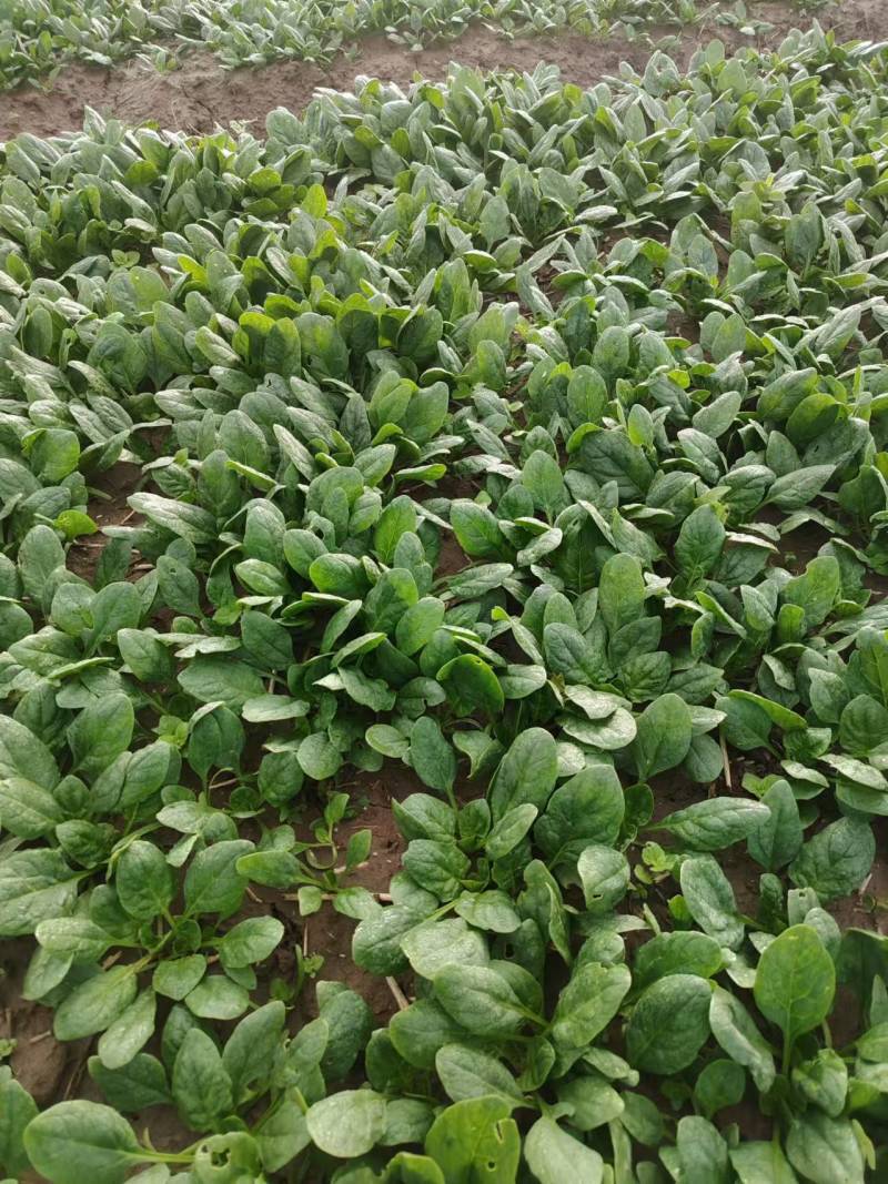 菠菜趴地菠菜精品趴地菠菜2024年新上市