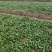菠菜趴地菠菜精品趴地菠菜2024年新上市