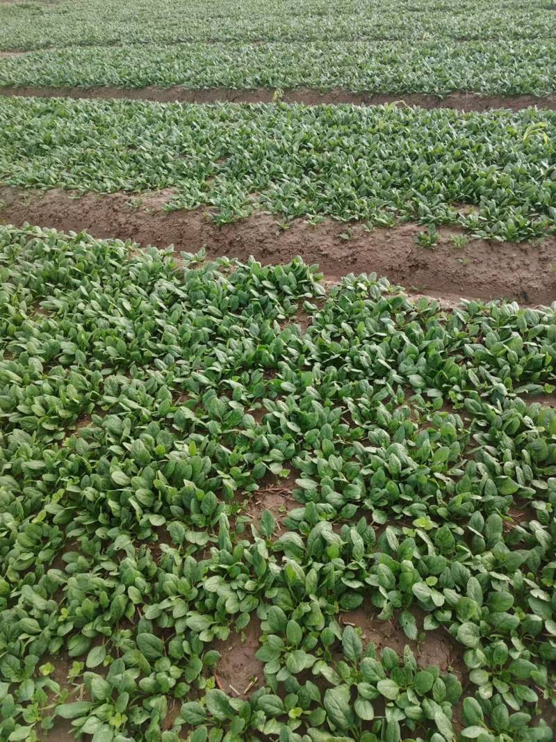 菠菜趴地菠菜精品趴地菠菜2024年新上市