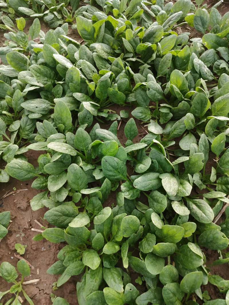 菠菜趴地菠菜精品趴地菠菜2024年新上市