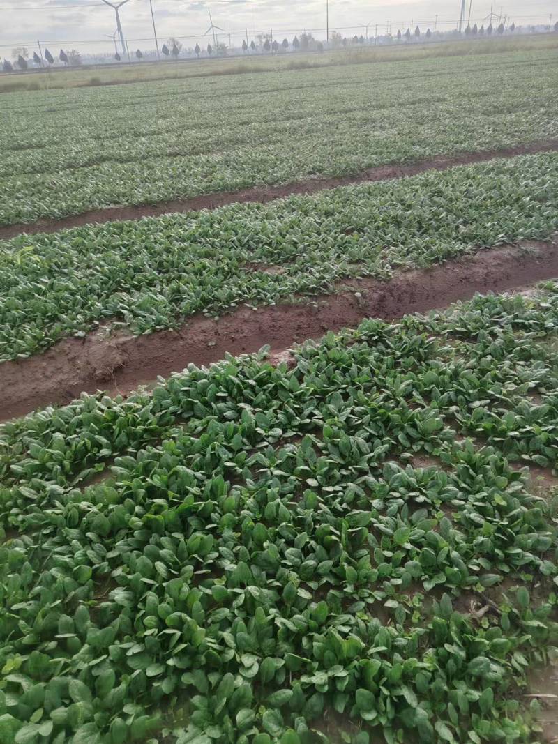 菠菜趴地菠菜精品趴地菠菜2024年新上市
