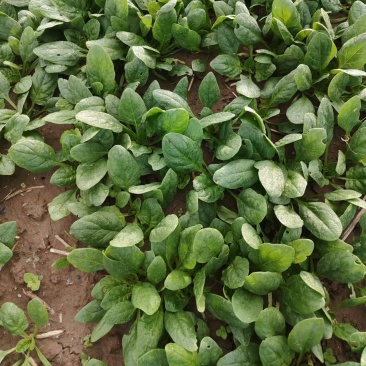 菠菜趴地菠菜精品趴地菠菜2024年新上市