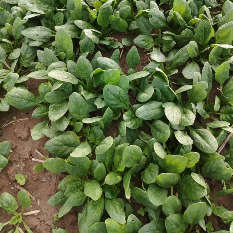 菠菜趴地菠菜精品趴地菠菜2024年新上市