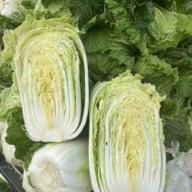 白菜黄心大白菜白菜批发，超市货电商货市场货