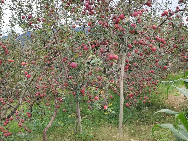 云南苹果精品丑苹果产地一手货源，现摘现发，对接全国客商