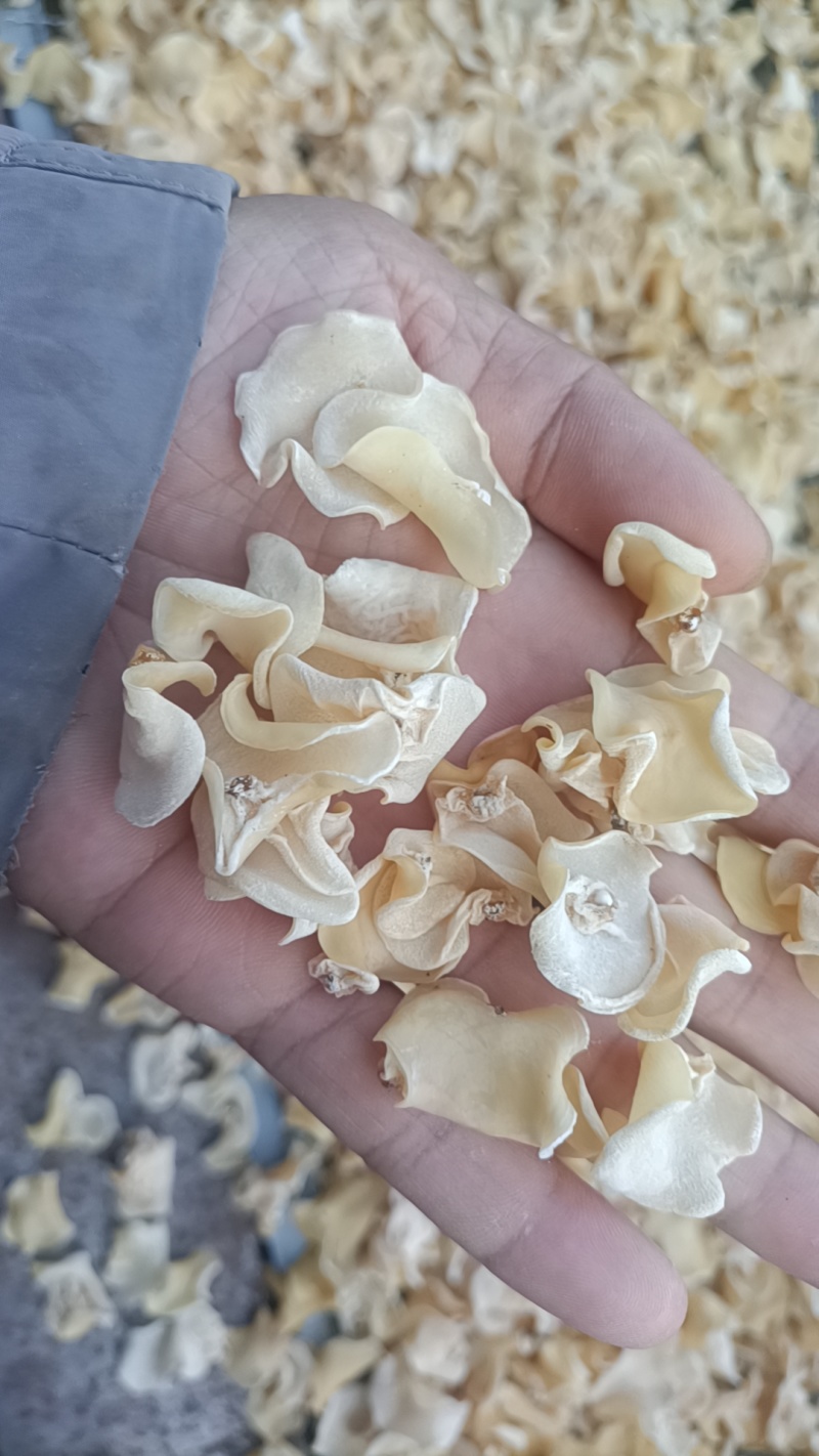 白玉木耳