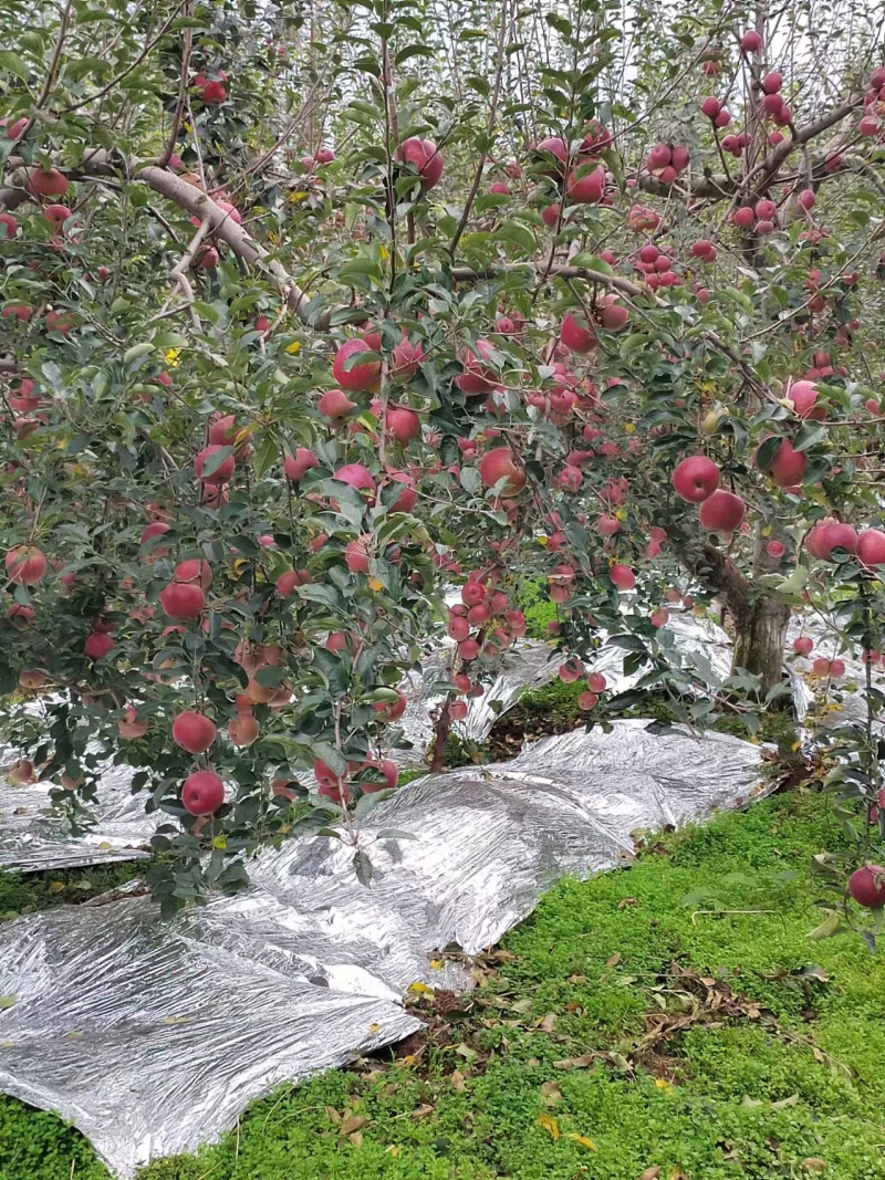 丑苹果云南苹果产地一手货源，规格齐全，可视频看货代发全国