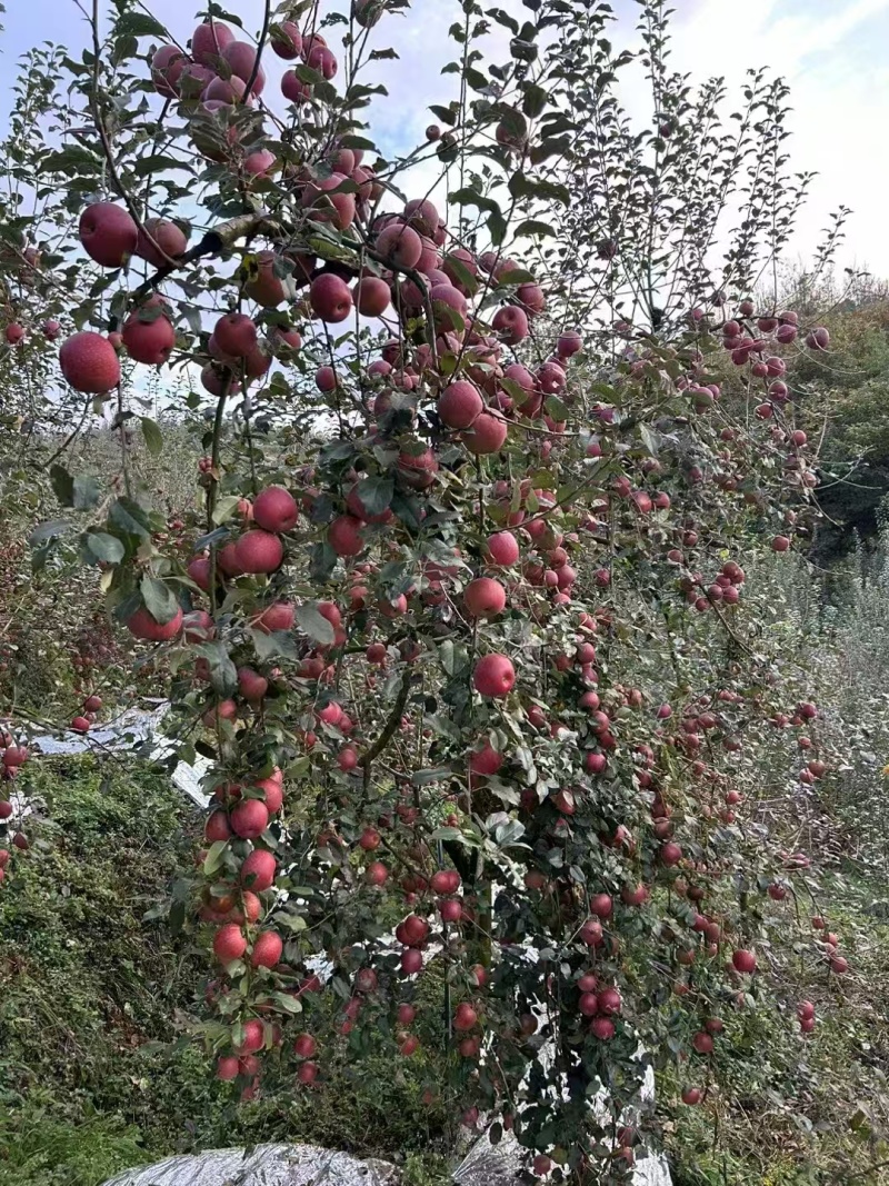 丑苹果云南苹果产地一手货源，规格齐全，可视频看货代发全国