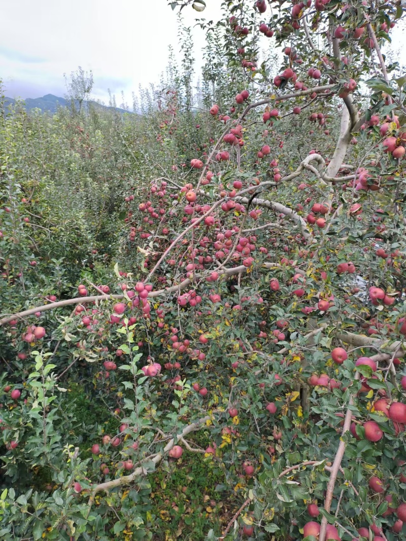 丑苹果云南苹果产地一手货源，规格齐全，可视频看货代发全国