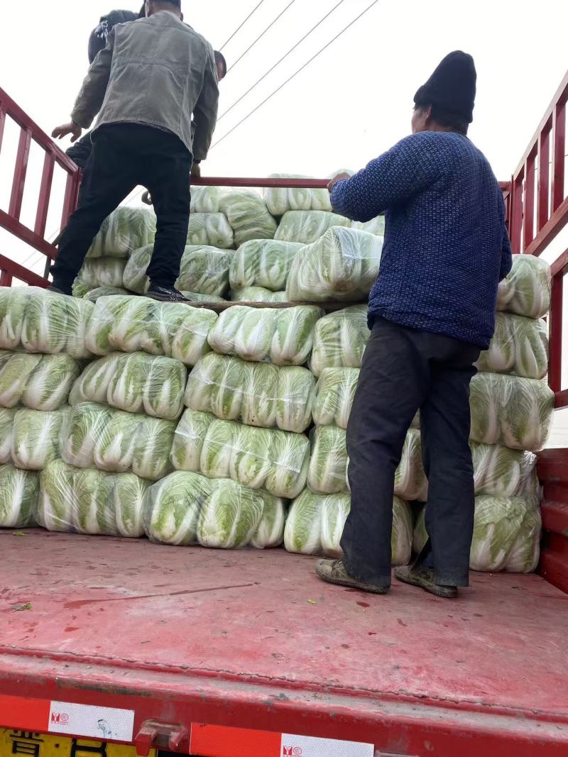 白菜山东白菜一手货源品质保证可视频欢迎全国下单