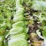白菜山东白菜一手货源品质保证可视频欢迎全国下单