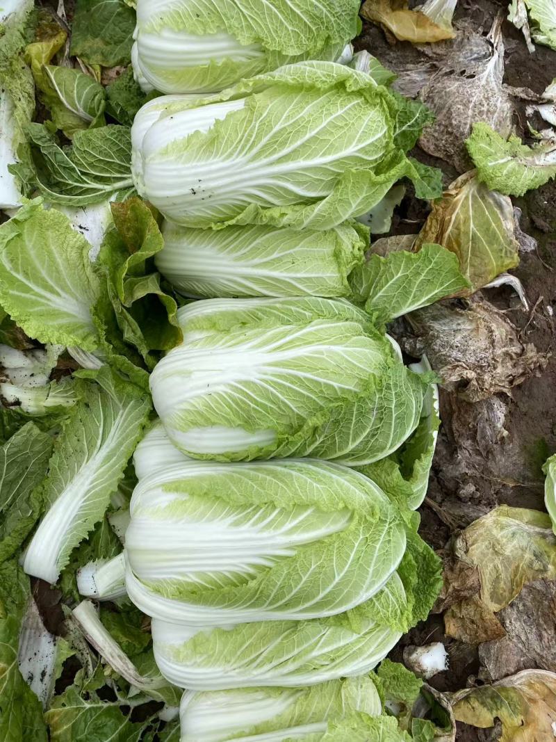 白菜山东白菜一手货源品质保证可视频欢迎全国下单