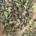 薄荷全棵薄荷选新货关书药业批发中药材规格齐全