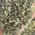 薄荷全棵薄荷选新货关书药业批发中药材规格齐全