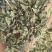 薄荷全棵薄荷选新货关书药业批发中药材规格齐全