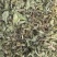 薄荷全棵薄荷选新货关书药业批发中药材规格齐全