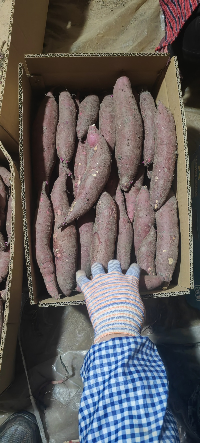 榴莲蜜薯