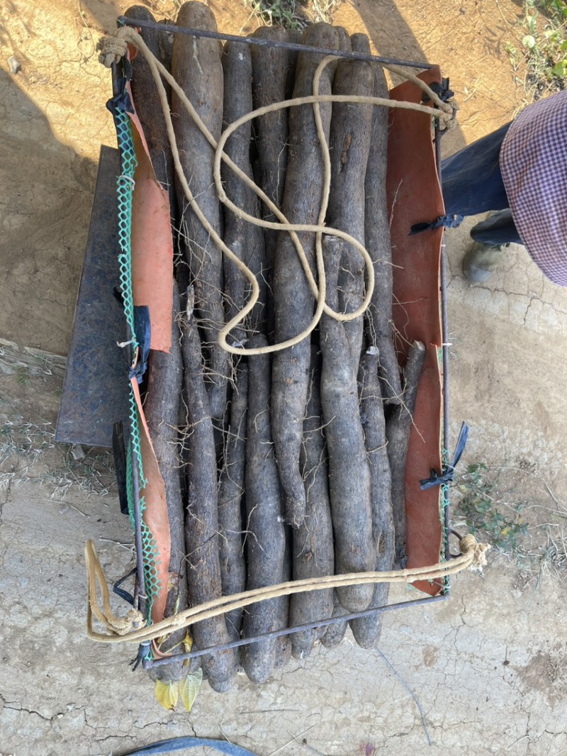 黑鬼淮山上市通货选货欢迎各位客商…….