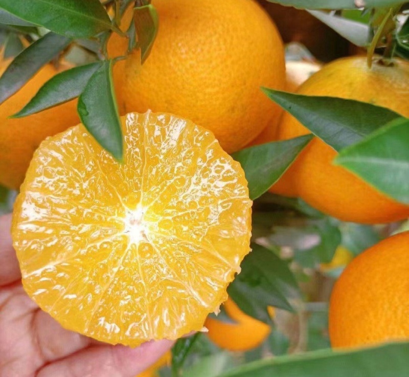 资阳雁江爱媛橙果冻橙，果皮薄，口感好，基地种植，甜度高