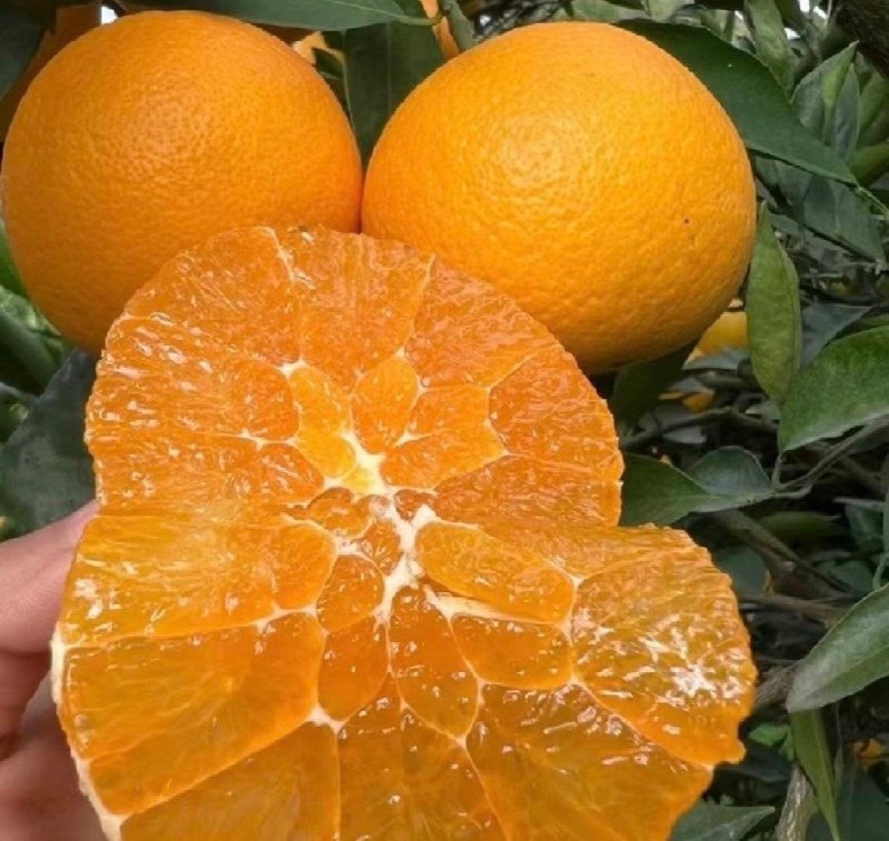 资阳雁江爱媛橙果冻橙，果皮薄，口感好，基地种植，甜度高