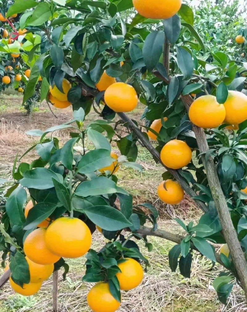 资阳雁江爱媛橙果冻橙，果皮薄，口感好，基地种植，甜度高
