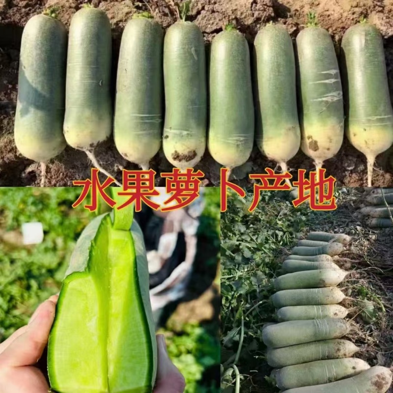 潍坊水果萝卜，青萝卜，口感萝卜，希卡利萝卜