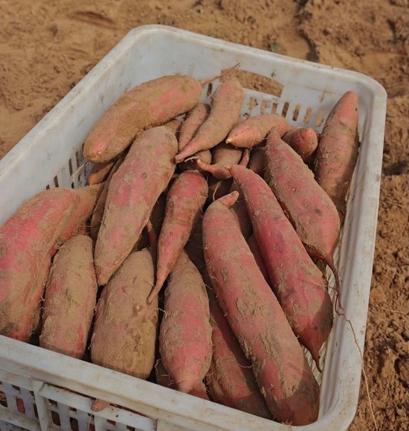 四川红薯精品西瓜红货源充足量大从优实力代发全国商