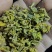 黄金芽