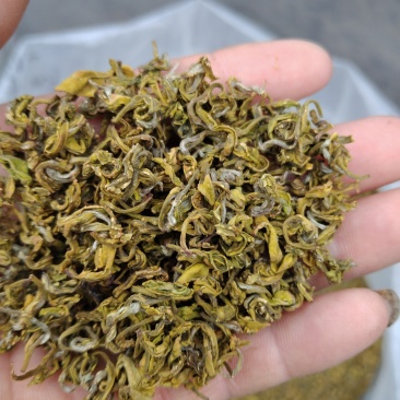 黄金芽
