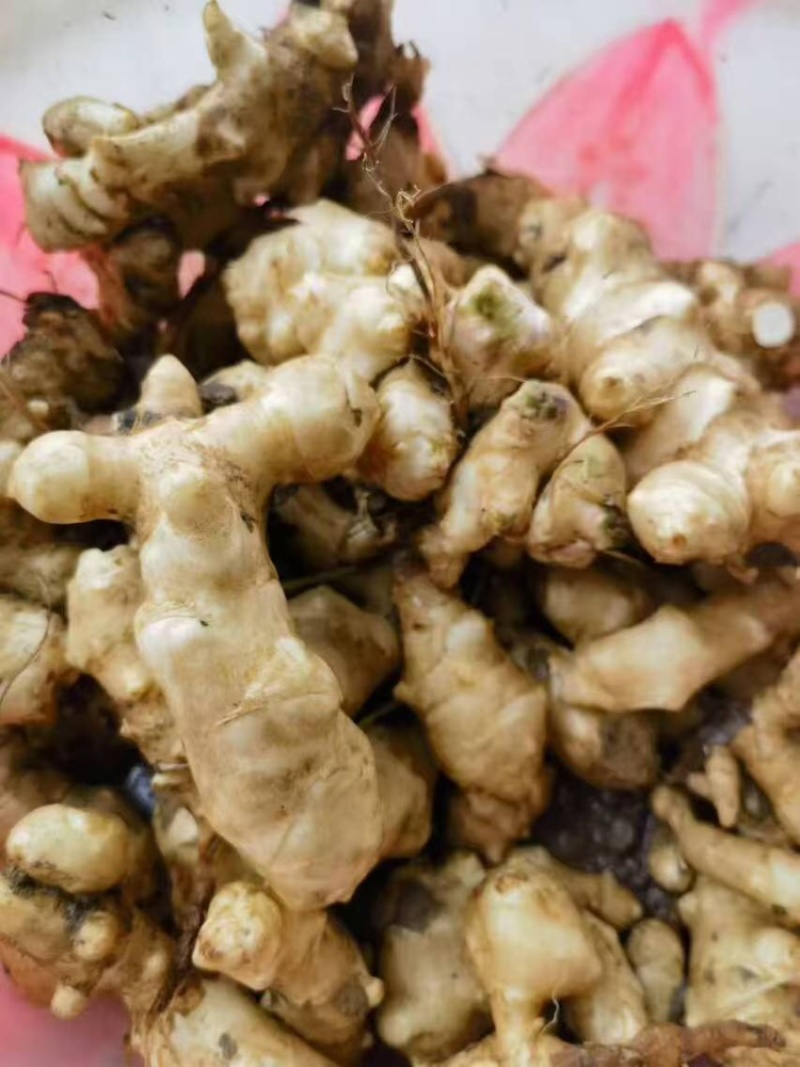 菊芋洋姜基地供应量大质优价格优惠欢迎各大老板采购