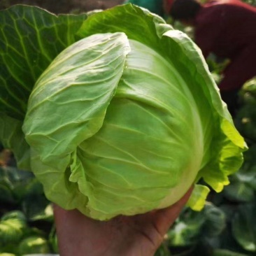 【推荐】湖北圆包菜供应市场商超电商量大价优