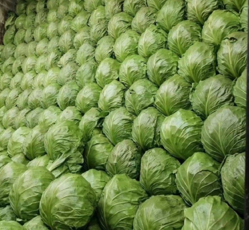 【推荐】湖北圆包菜供应市场商超电商量大价优