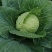 【推荐】湖北圆包菜供应市场商超电商量大价优