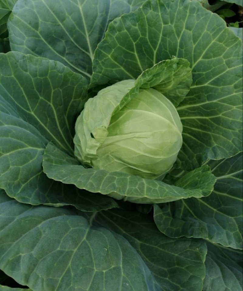 【推荐】湖北圆包菜供应市场商超电商量大价优